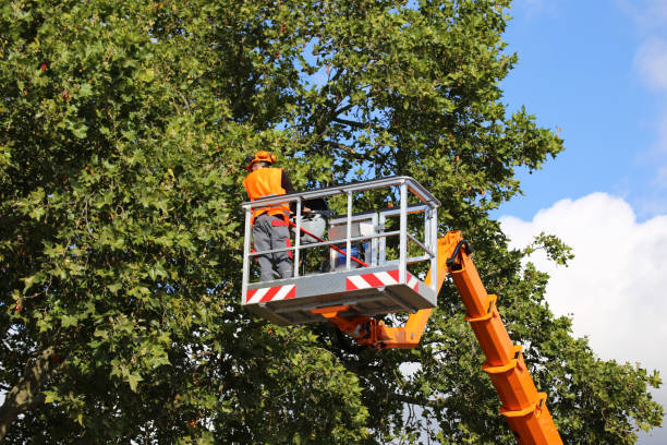 Best Tree Pruning Services  in Hertford, NC